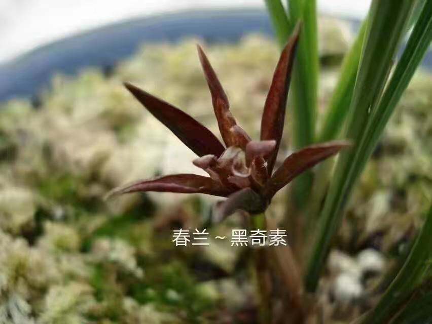 世界上超香兰花春兰黑色奇花素黑奇素黑珍珠珍稀品种客厅趣味草本