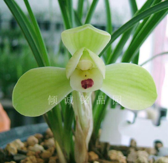 花期带花苞兰花 春兰老种 花卉盆栽西神 西神梅120/苗