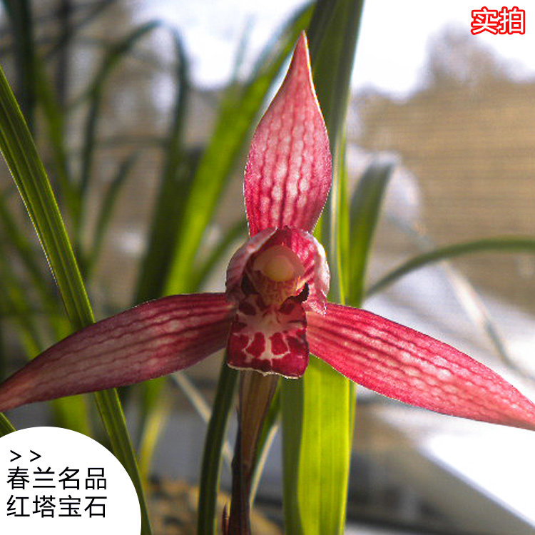 花期带花苞红塔宝石兰花春兰名品水仙瓣色花细叶好养活花卉苗