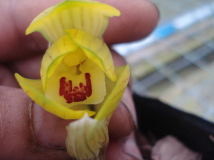 花期带花苞江浙 兰花     春剑【黄金荷王带绿复轮】   假一赔十