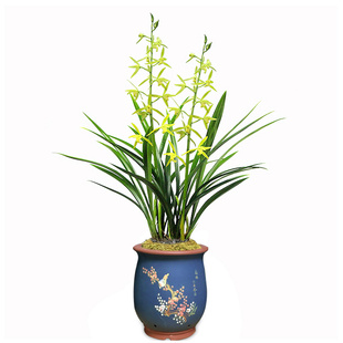 清仓价仙殿白墨兰花墨兰花苗盆栽植物名贵宽叶浓香