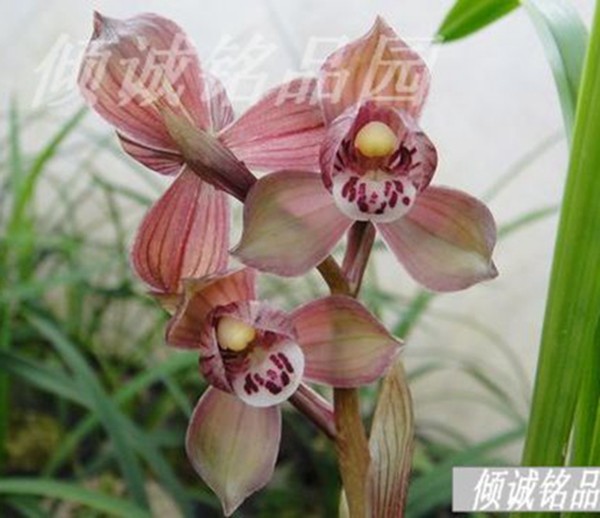 花期带花苞兰花 春剑铭品 （学林荷）450/苗