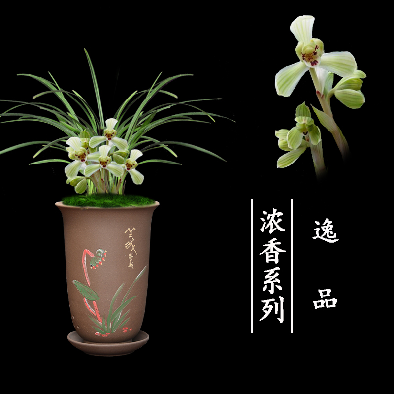 兰花盆栽植物室内春兰逸品浓香名贵无花苞好养客厅花卉绿植兰花苗