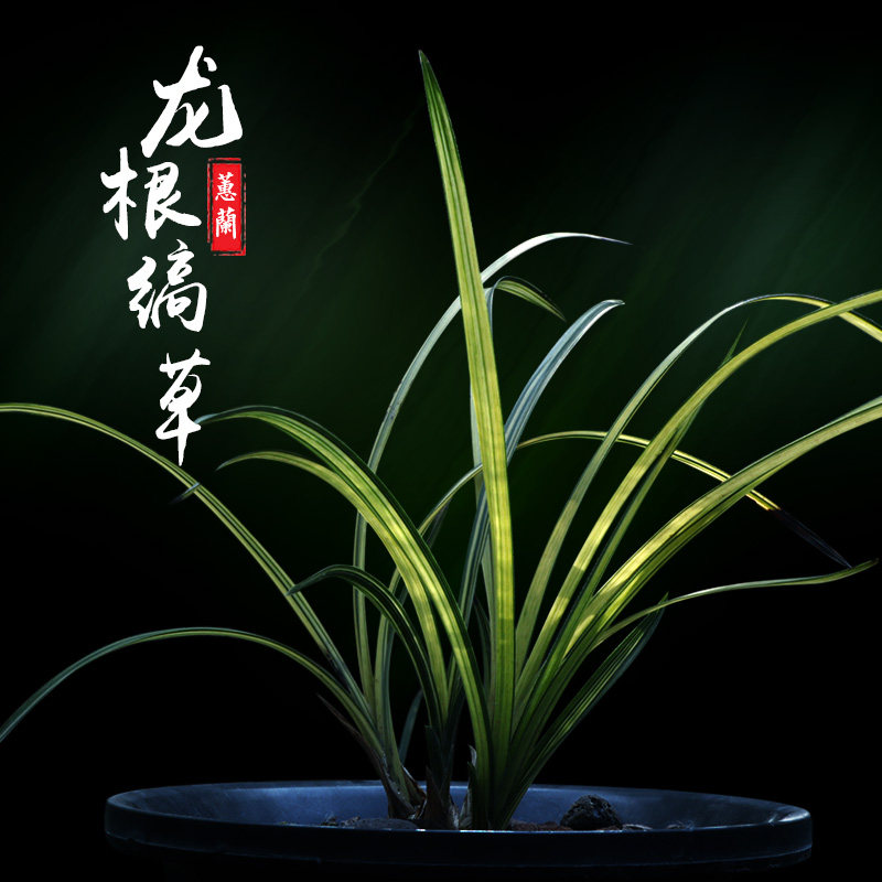 特香【原生孤品】蕙兰龙根稿草中透带艺名贵孤品兰花引种高品
