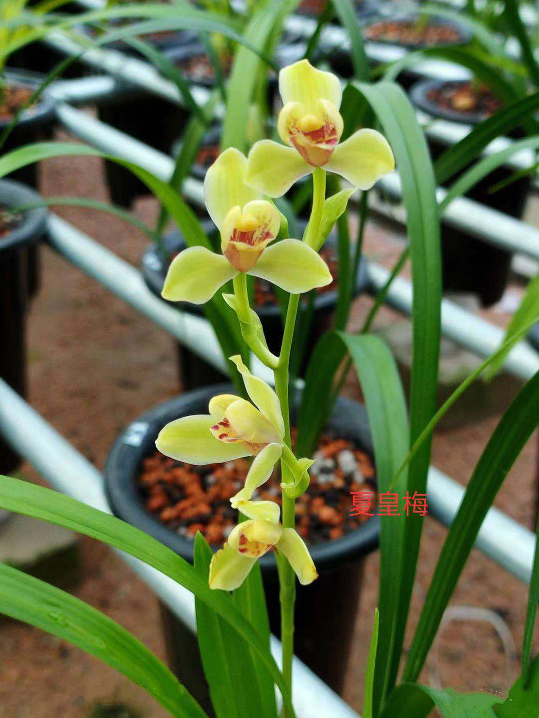 梅瓣名品建兰夏皇梅 浓香型室内矮种绿植花卉盆栽 假一赔十