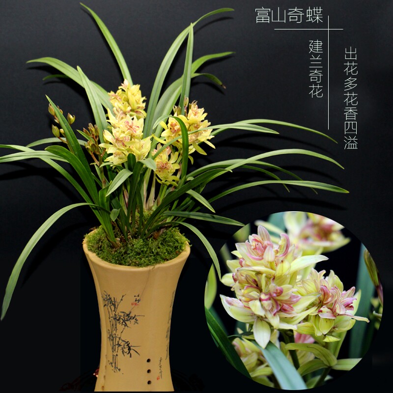 绿植建兰盆栽带花苞富山奇蝶