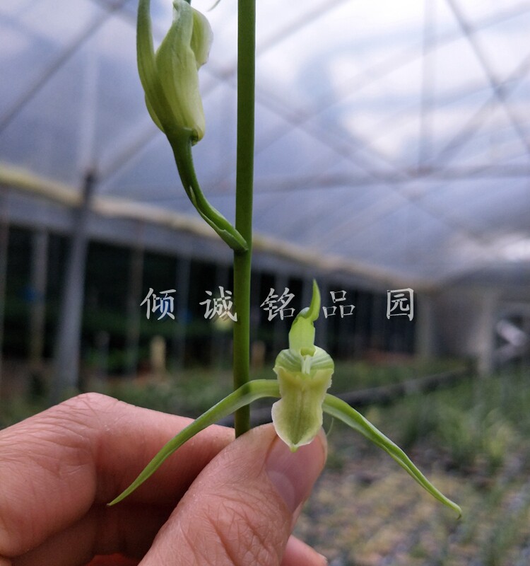 冬季带花苞 兰花苗寒兰 新品 素花 寒素 50/苗