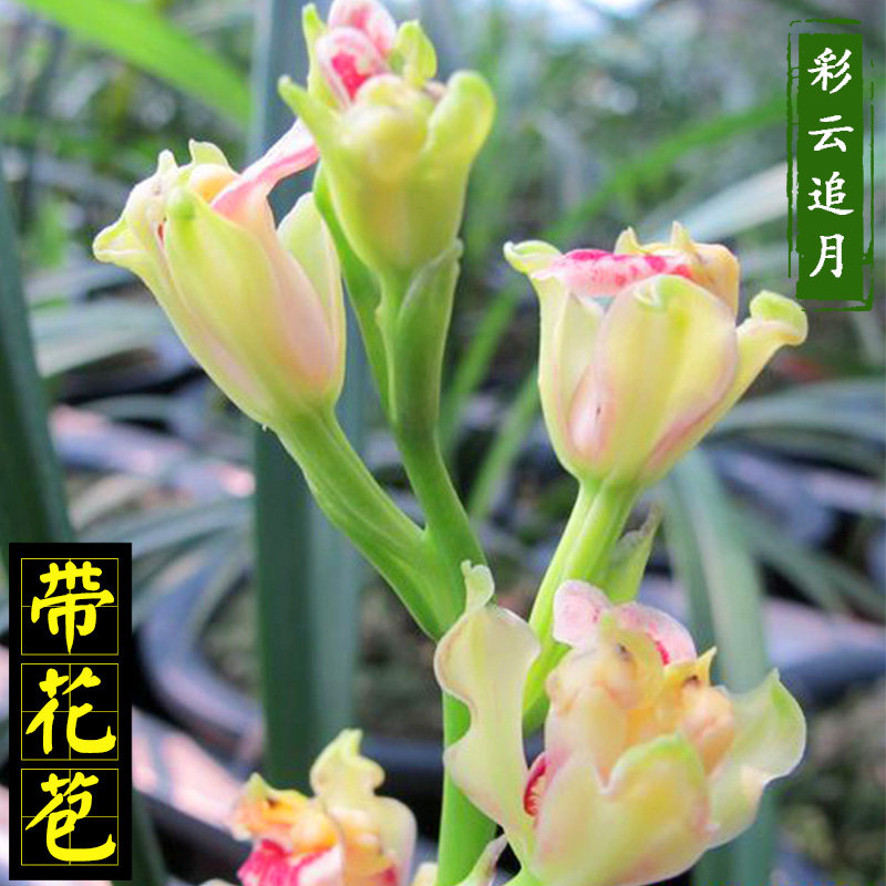 建兰彩云追月兰花苗名贵品种稀有兰草植物盆栽精品花卉带花苞