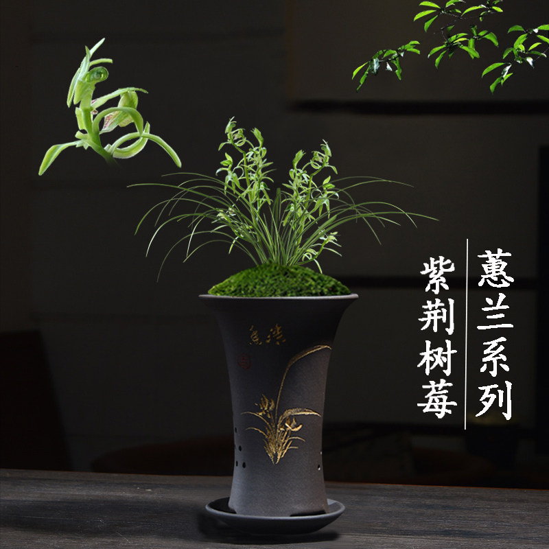 绿植名贵蕙兰客厅好养花卉植物