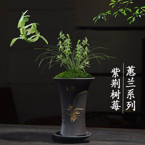 绿植名贵蕙兰客厅好养花卉植物