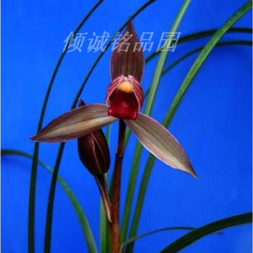 兰花铭品带花苞春剑浓香包邮