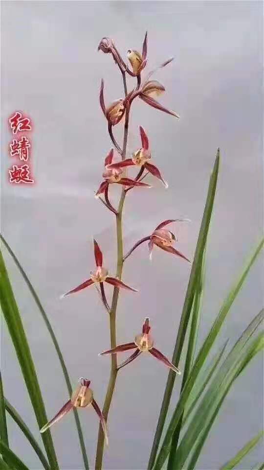 精品兰花寒兰红花梅瓣开花超香红蜻蜓满屋飘香花卉盆栽兰花绿植