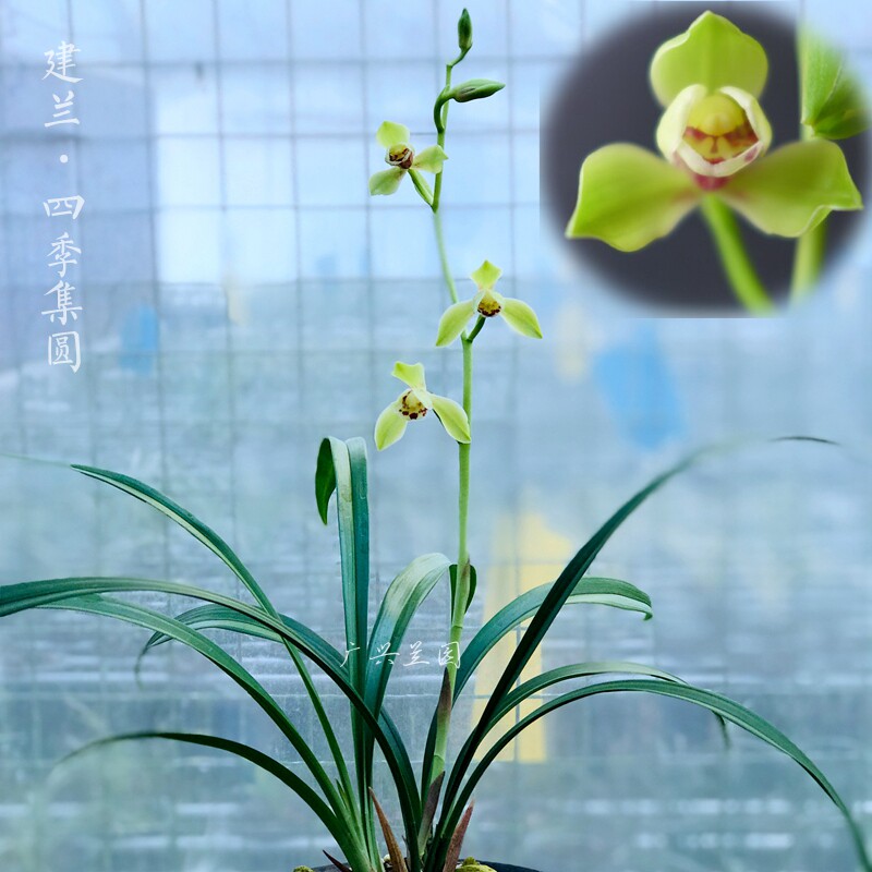 建兰兰花苗精品荷仙 四季集圆 盆栽兰花绿植盆景浓香型花卉