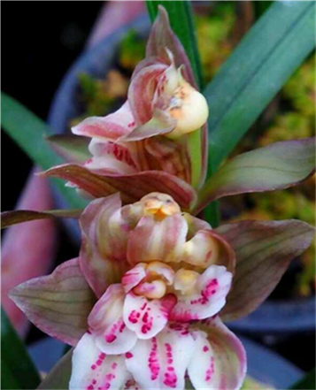 四川自然老种兰花苗 春剑【美丽之冠】浓香绿植花卉园艺盆景