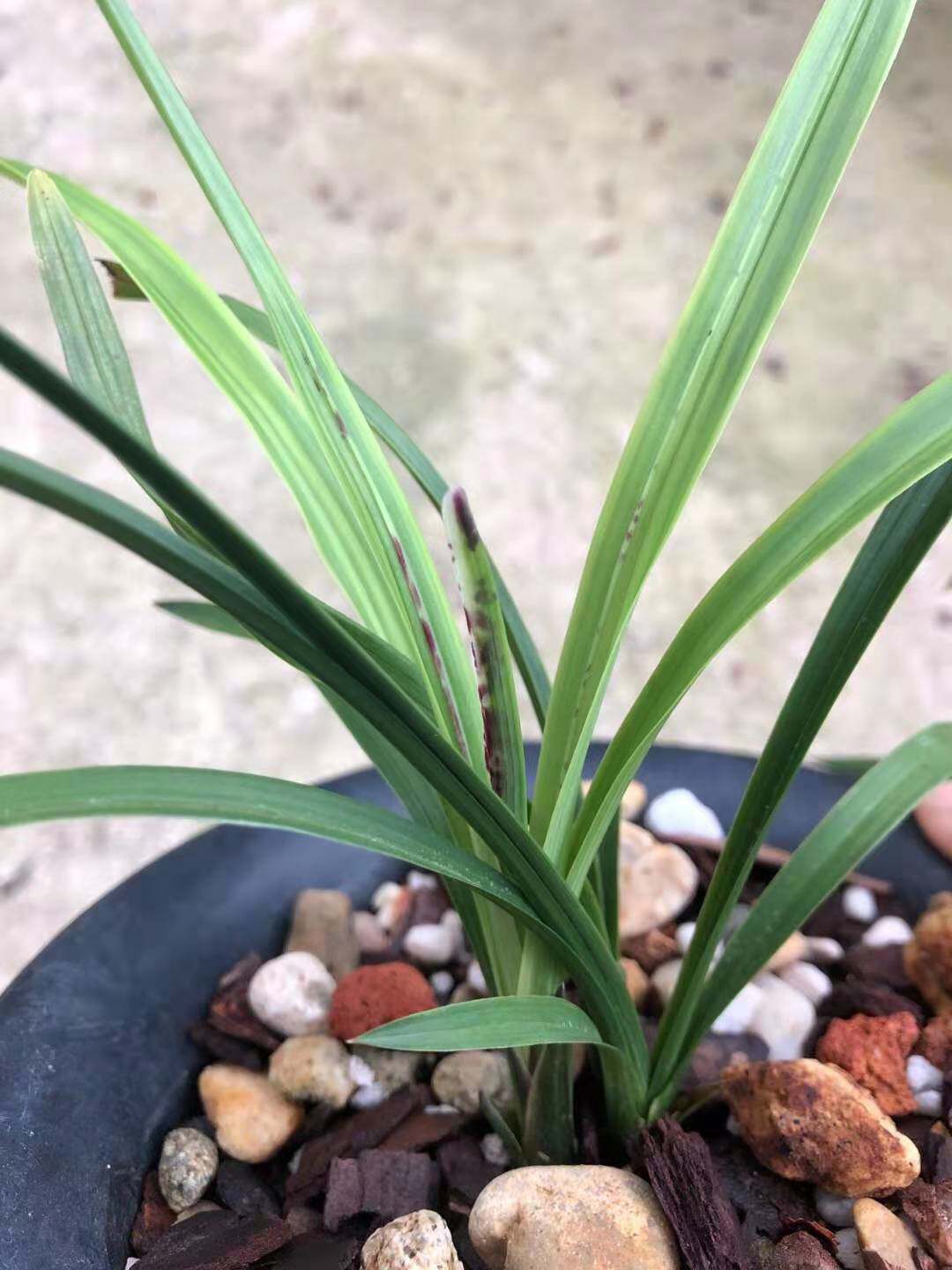 新品兰花矮种春剑三星蝶叶蝶花期带花苞室内植物兰花苗盆栽
