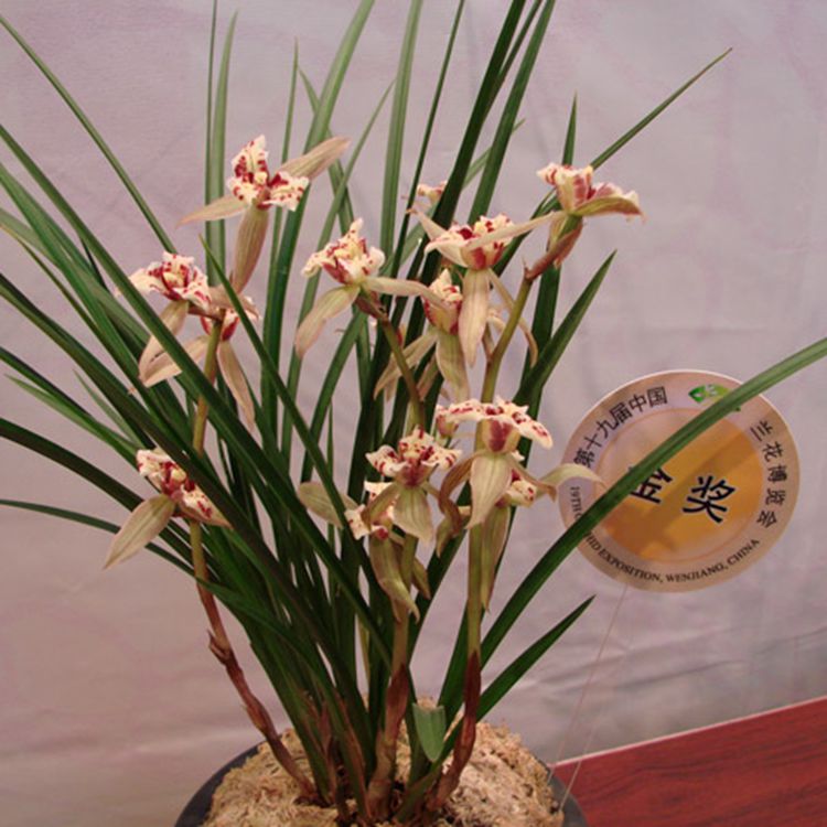 绿植兰花苗桌面办公室盆栽