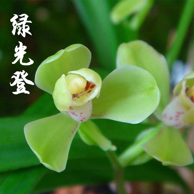 兰花兰花苗建兰八大铭品四季兰 绿光登梅好养室内花卉盆栽绿植