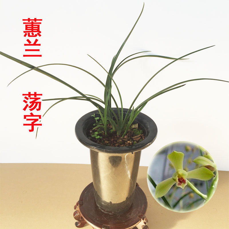 超香正品观花植物盆栽兰花超香精室内绿植 蕙兰之一荡字 免邮