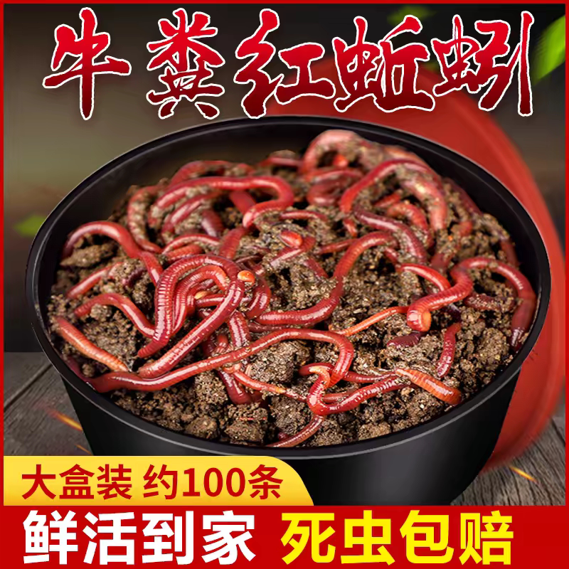 钓鱼活饵鲜活红蚯蚓一斤盒装大号小号丘引秋引野钓丘岩地龙鱼饵