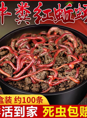 钓鱼活饵鲜活红蚯蚓一斤盒装大号小号丘引秋引野钓丘岩地龙鱼饵
