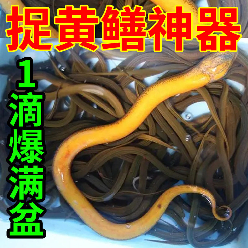 鳝鱼黄鳝鱼田鳝田鳗长鱼血鱼罗鱼无鳞公子蛇鱼蝉鱼黄善诱鱼剂小药