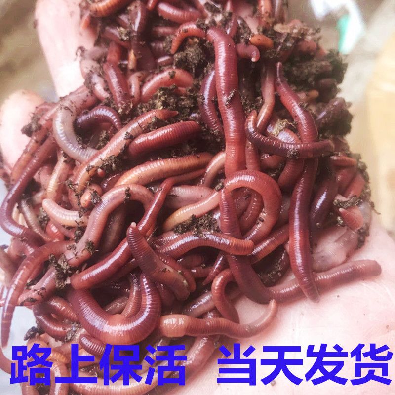 钓鱼活饵鲜活红蚯蚓一斤盒装大号小号丘引秋引野钓丘岩地龙鱼饵