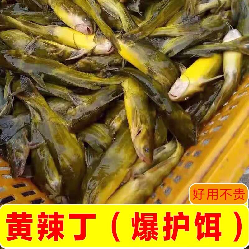 黄桑鱼黄颡鱼饵料黄辣丁鱼饵昂刺鱼食野钓黄丫头黄鸭叫黄拉丁钓饵