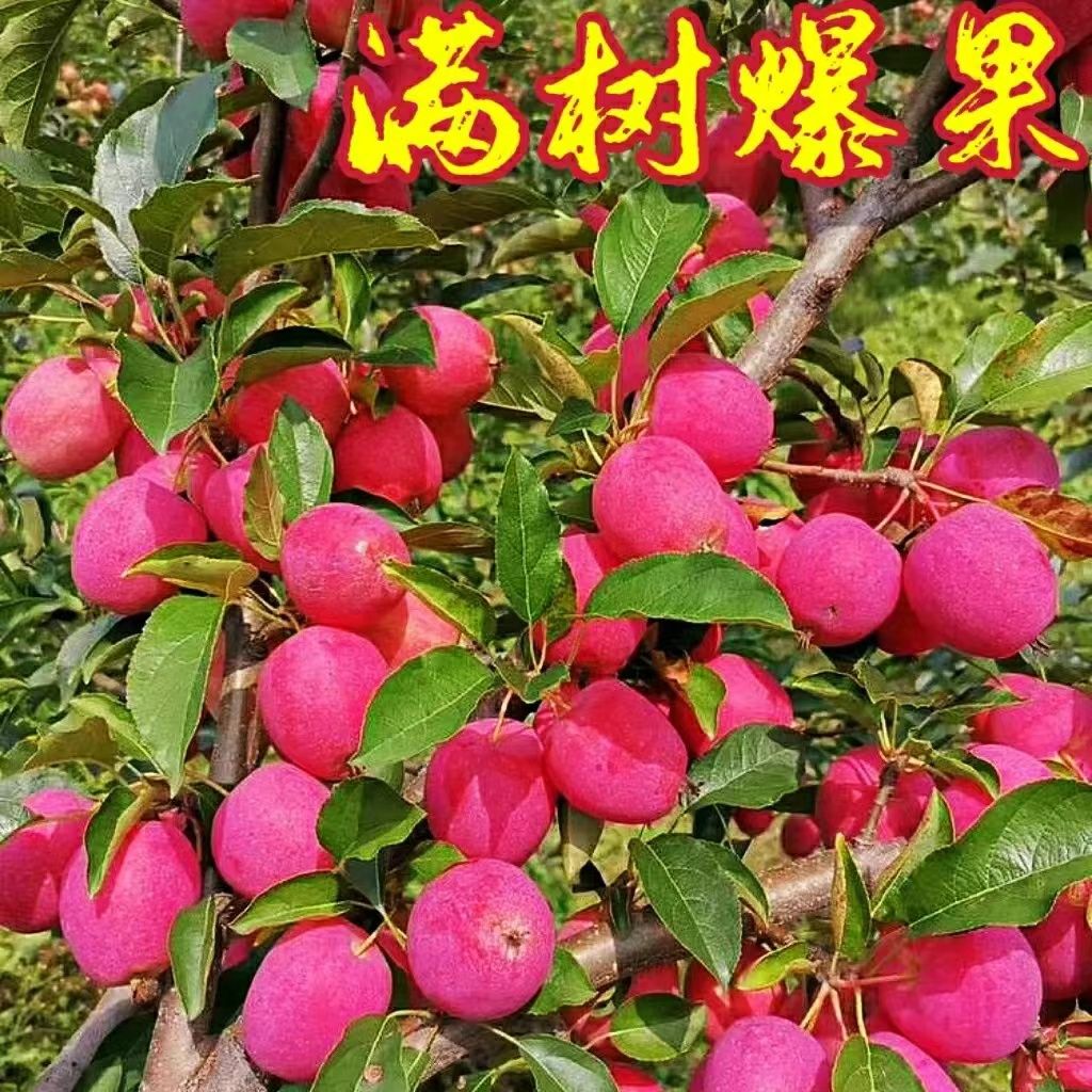鸡心果  种植盆栽绿植