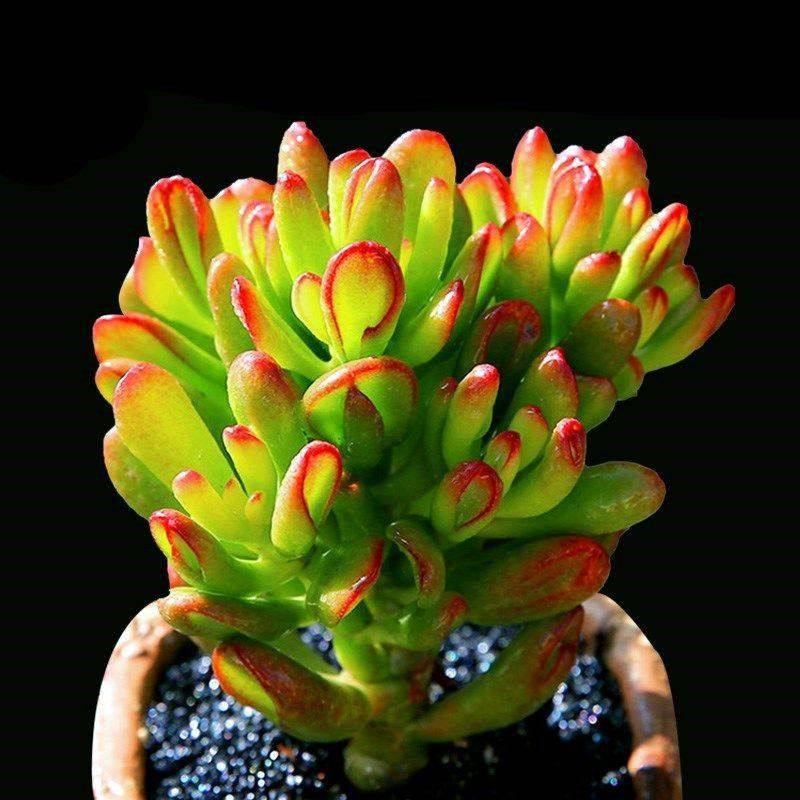 吸财树多肉植物一物一拍筒叶花月招财盆栽多肉趣味肉肉办公室 嘟嘟家多肉植物馆 淘优券