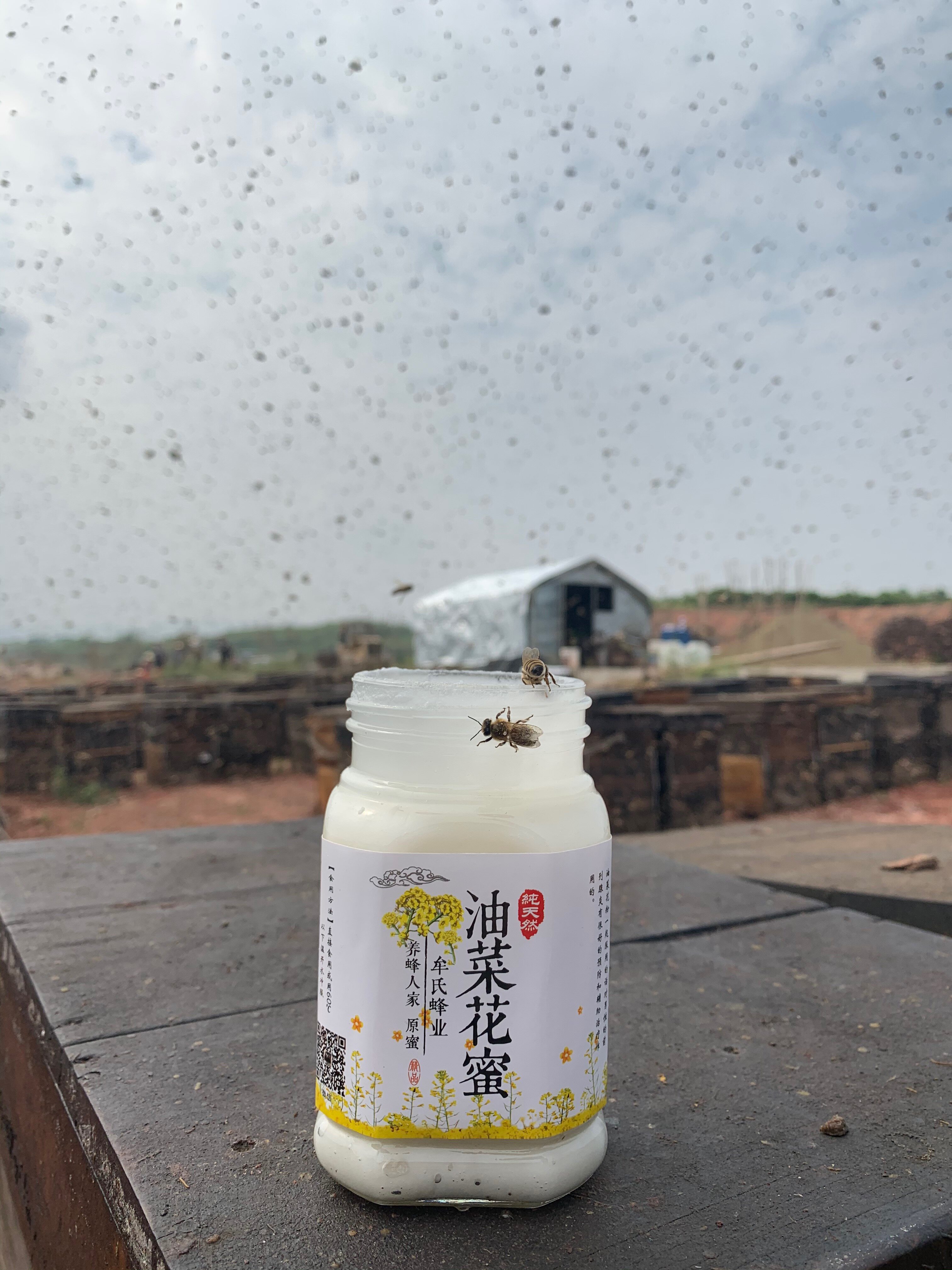 2025年新油菜花蜜雪蜜自然成熟农家自产小倩的蜂蜜