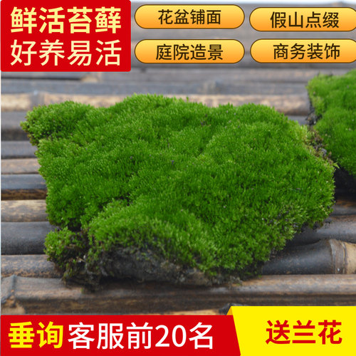 苔藓微景观藓水陆缸植物鲜活青苔盆景假山盆栽造景白发兰花专用 - 封面