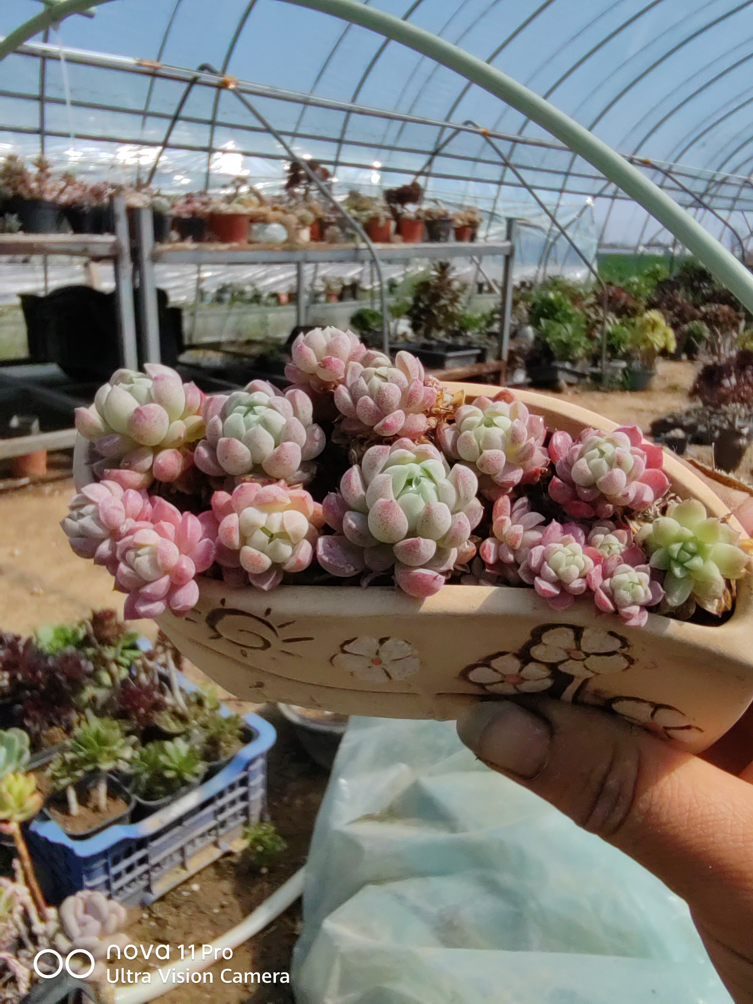 老桩孤品多肉植物