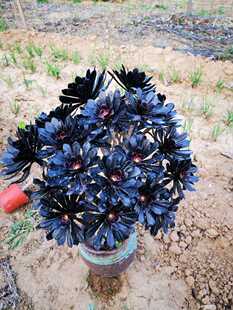 多肉植物 墨法师多年老桩   墨法阴阳  一物一拍