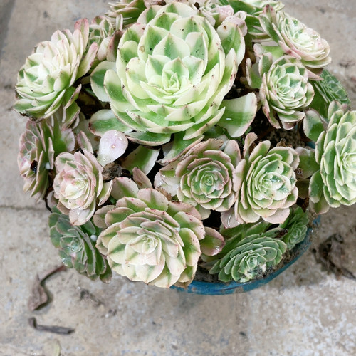 荔枝38包邮