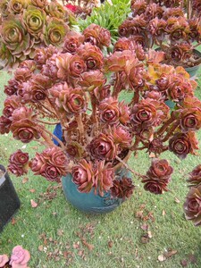 红心万圣节手捧花多肉植物