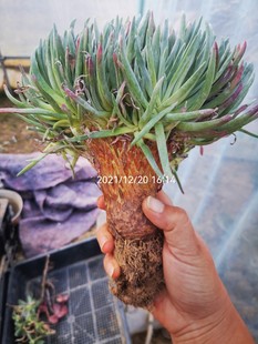 爱丽斯 拇指 雪山 仙女杯 初霜 杜 苹果叶 白菊 橙花西墨莎