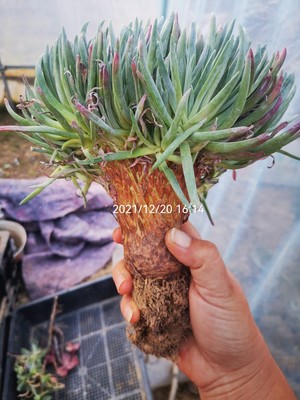 花西爱丽斯雪山苹果叶初霜仙女杯