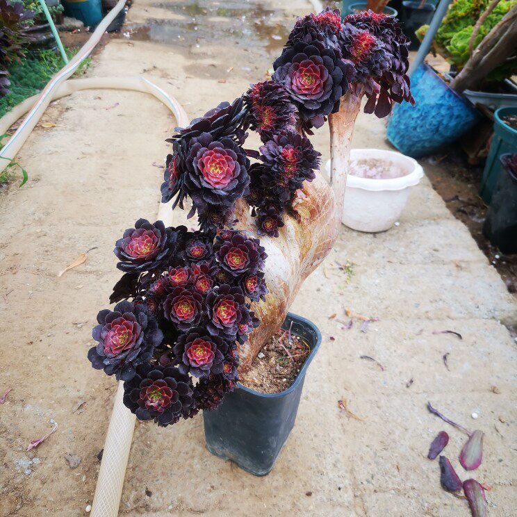 进口精品法师   黑铜壶红铜壶  铜壶缀化法师 黑萝莉一物一拍