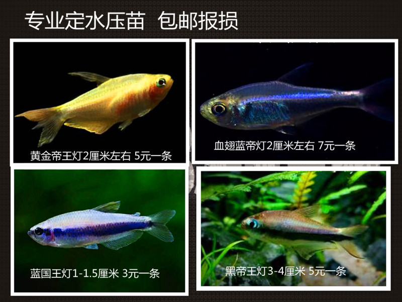 血翅蓝帝灯 蓝国王灯 黑帝王灯 黄金帝王灯 灯科鱼 热带观赏鱼