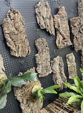 软木树皮香槟树皮种植板