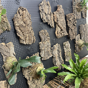 国产香槟树皮石斛鹿角蕨兰花种植板软木真橡树皮背景板家居装饰