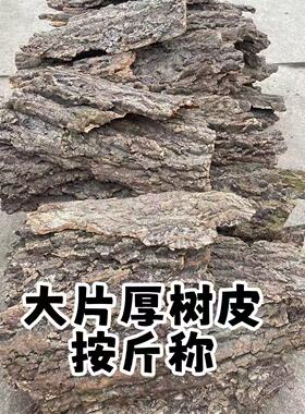 真香槟软木树皮蝴蝶兰石斛挂板
