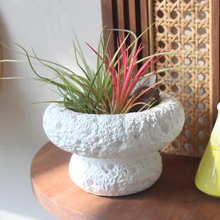 空气凤梨艾瑞克小众植物室内办公桌面盆栽观叶盆景绿植创意礼品