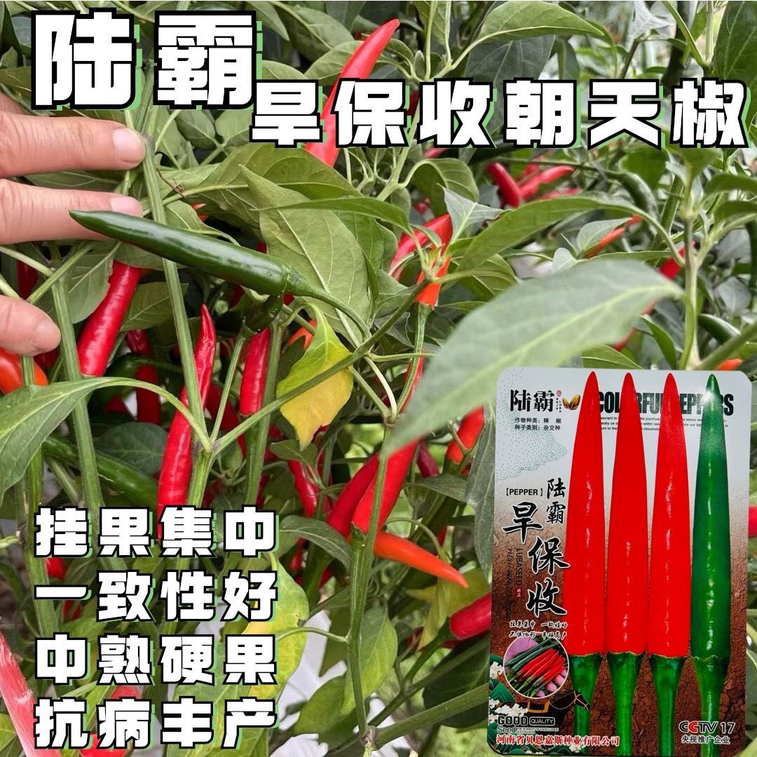 陆霸旱丰收朝天椒种子小米辣种籽干鲜两用速生长高产抗病辣椒种