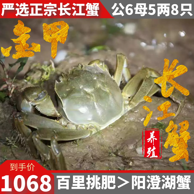 8只现货特大闸蟹鲜活长江水圈养精品6两中秋礼盒高档野生蟹王后