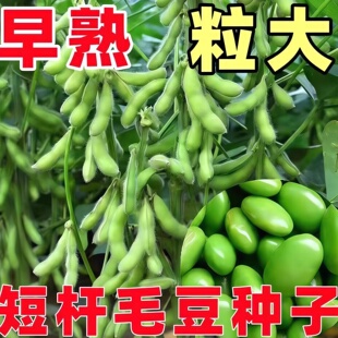 早熟高产四季毛豆种子矮杆特大粒青黄豆种籽农家非转基因蔬菜种子