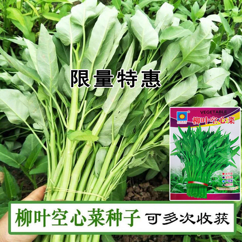 柳叶空心菜种籽四季播阳台农家田家庭园艺种子