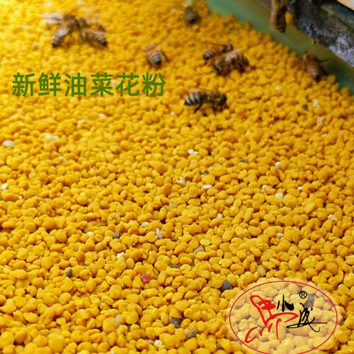 2021油菜蜂花粉农家克甘肃健康
