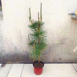 黑松树苗日本黑松四季常青盆景素材黑松苗室内外耐寒耐旱雪松树苗