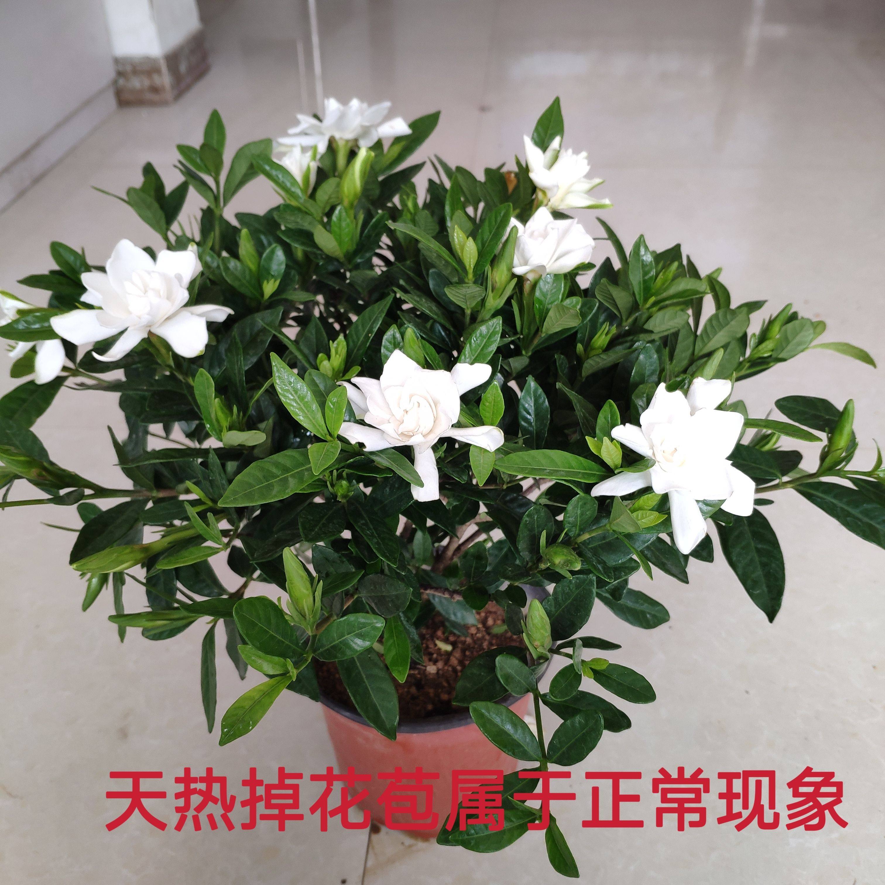 罗汉/四季/小叶栀子花达摩一寸法师栀子花庭院开花浓香型阳台花卉